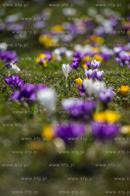 Gdynia. Chylonia. Kolorowe krokusy, ktore zakwitly...