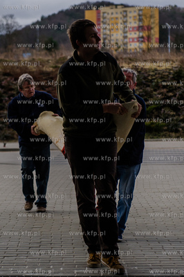 Gdansk. Uniwersytet Gdanski. Rozladunek szkieletu pletwala...