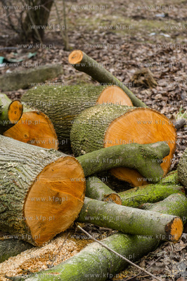 Gdańsk. Wycięte drzewa na jednej z działek przy...
