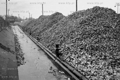 Cukrownia Pruszcz Gdanski - skladowisko burakow cukrowych.
19.11.1955
z0005824
Fot....
