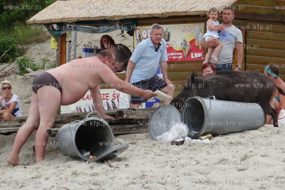 Krynica Morska. Dzik odwiedzil plaze, aby pozywic sie...