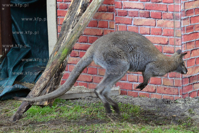 W Debogorzu Wybudowaniu (gmina Kosakowo), tuz przy...