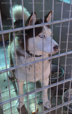 Gdynia. Ogolnopolskie Towarzystwo Ochrony Zwierzat...