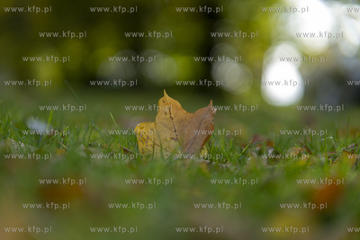 Jesień. 12.10.2022 fot. Paweł Marcinko / KFP