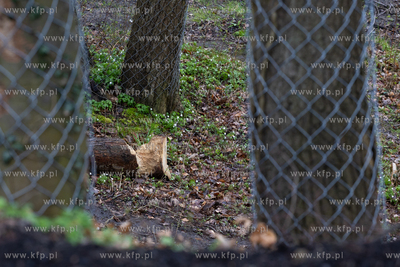 Sopot. Staw Mazowiecki. Drzewa zabiezpieczone siatką...