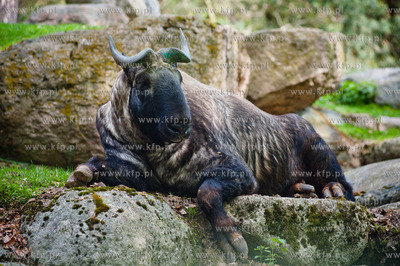Gdansk. Oliwskie zoo.
Nz Takin
14.05.2013
fot. Mateusz...