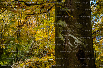 Gdansk. Jesienne, sloneczne przedpoludnie w Parku Orunskim.
27.10.2015
fot....