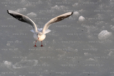 Gdynia Orlowo w zimowej szacie. Nz. ptaki na orlowskiej...