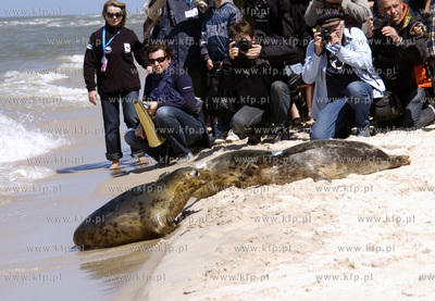 Siedem fok szarych zostalo wypuszczonych do Baltyku...