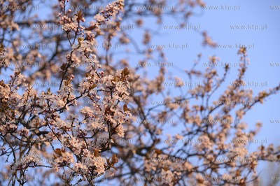 Gdynia. Skwer Kościuszki o poranku. Park Rady Europy....