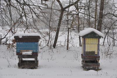 Zimowa pasieka w Sulminie na Kaszubach. 8.01.2010 Fot....