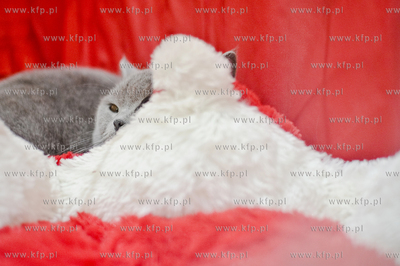 Swiatowy Dzien Kota w Galerii Baltyckiej. Obchodom...