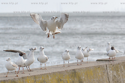 Gdynia - Bulwar Nadmorski im. Feliksa Nowowiejskiego....