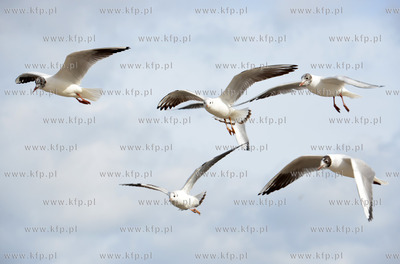 Gdynia - Bulwar Nadmorski im. Feliksa Nowowiejskiego....