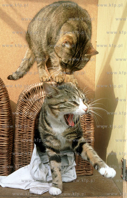 schronisko dla bezdomnych zwierzat w Sopocie 11.04.2000...