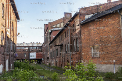 Botaniczny Pruszcz. Spacer badawczy śladem roślin...