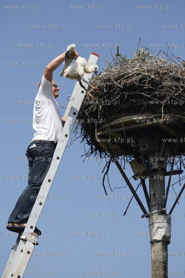 Kowale. Obraczkowanie bocianow bialych. Akcja odbywa...