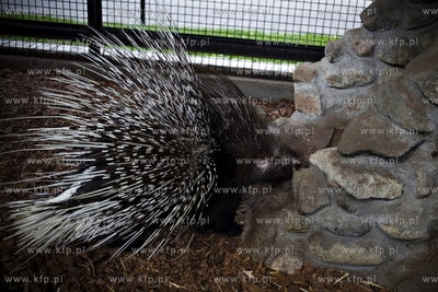 Gdańsk. Zoo. Nz. jeżozwierz.
28.07.2015
fot. Krzysztof...