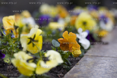 Sopot. Bratki przy pomniku poświęconym pomordowanym...