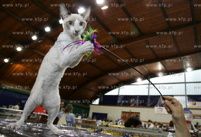 Wystawa kotow rasowych w Sopocie. Nz kot Cornish Rex....