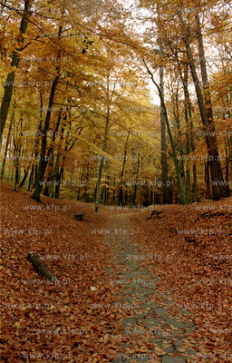 Sciezka na wzgorze Pacholek w Gdansku Oliwie. 1.11.99...