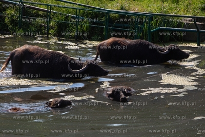 Gdańsk. Zoo w Oliwie. Upał w Zoo. Nz. Bawoły chłodzą...