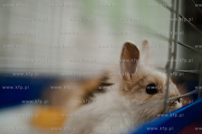 Sopockie Uszakowo - Centrum Adopcyjne Krolikow.
29.03.2013
fot....