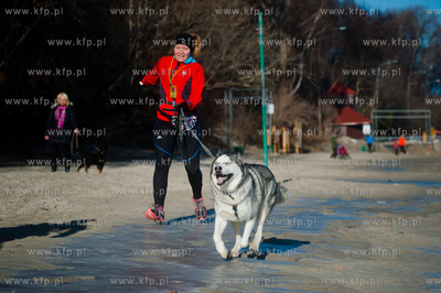 Gdynia. Polanka Redlowska. Pomorski Puchar Dogtrekkingu.
08.02.2014
fot....