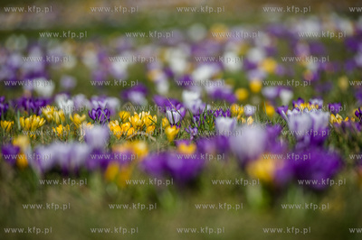 Gdynia. Chylonia. Kolorowe krokusy, ktore zakwitly...