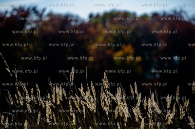 Gdansk. Jesienne, sloneczne przedpoludnie w Parku Orunskim.
27.10.2015
fot....