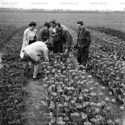 Na polu tulipanów. (lata60).
1962
0005378z_puck_pruszcz
Fot....