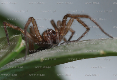 Pajak.
29.11.2006
fot. Andrzej J. Gojke / KFP