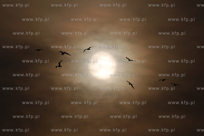 Ptaki na tle slonca 09.12.2007 Fot. Andrzej J. Gojke...