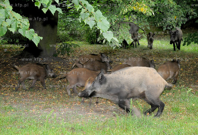 Dziki pojawily sie przy karczmie Harnas w okolicach...