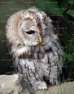 Puszczyk.
06.05.2012 fot. Maria Karczewska / KFP