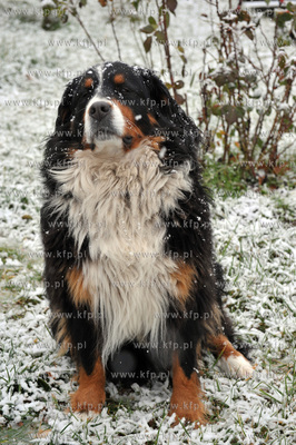 Pierwszy snieg tej jesieni, ale jeszcze nie kalendarzowej...