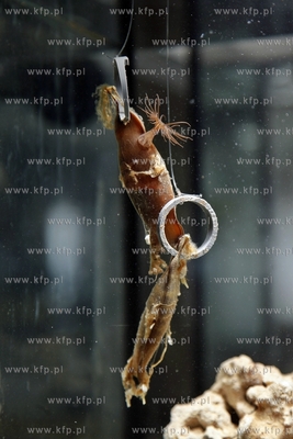 Akwarium Gdynskie. Jaja rekina. 14.05.2013 fot. Krzysztof...