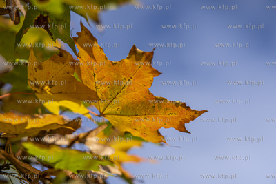 Jesień. 12.10.2022 fot. Paweł Marcinko / KFP
