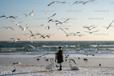 Zimowa Gdynia. Dokarmianie ptaków na plaży miejskiej....