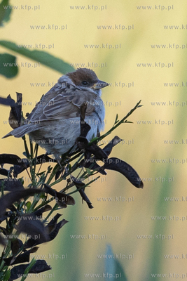 Gdańsk, Jasień. Koncerty nad Stawem Wróbla - Emil...