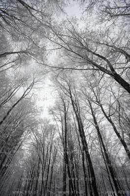 Trojmiejski Park Krajobrazowy zima 27.01.2010fot....