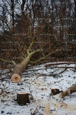 Gdansk. Oliwa. Wycinka drzew pod budowe Pomorskiej...