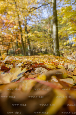 Gdansk. Jesienne, sloneczne przedpoludnie w Parku Orunskim.
27.10.2015
fot....