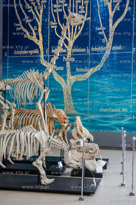 Uniwersytet Gdanski. Wydzial Biologii. Ekspozycja szkieletow...