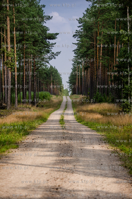 Powiat Koscierski. Sciezka lesna.
04.08.2015
fot....