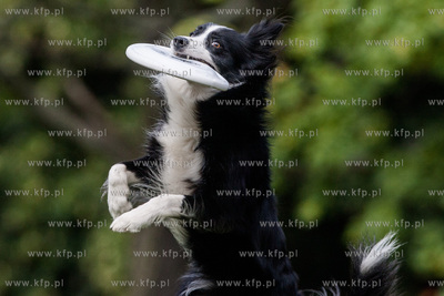 Sopot. Łazienki Połnocne. Zawody Latających Psów.
Nz...