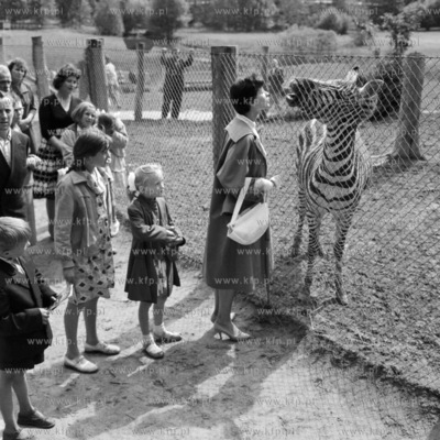 Spotkanie z zebra w ZOO w Gdańsku Oliwie. 21.06.1960
0009573z
odb_11_09_10
Fot....