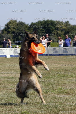 Sopocka Wystawa Psow Rasowych. W trakcie wystawy odbywaly...