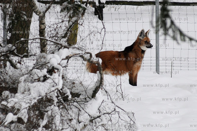 Zima w Miejskim Ogrodzie zoologicznym Wybrzeza w Gdansku...