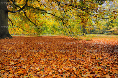 Gdansk Oliwa Park. Fragment parku z basenem parkowym.Poczatkiem...